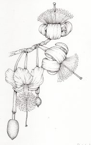 Baobab Adansonia grandidieri flowers and fruit on branch