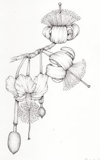 Baobab Adansonia grandidieri flowers and fruit on branch