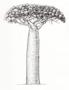 baobab