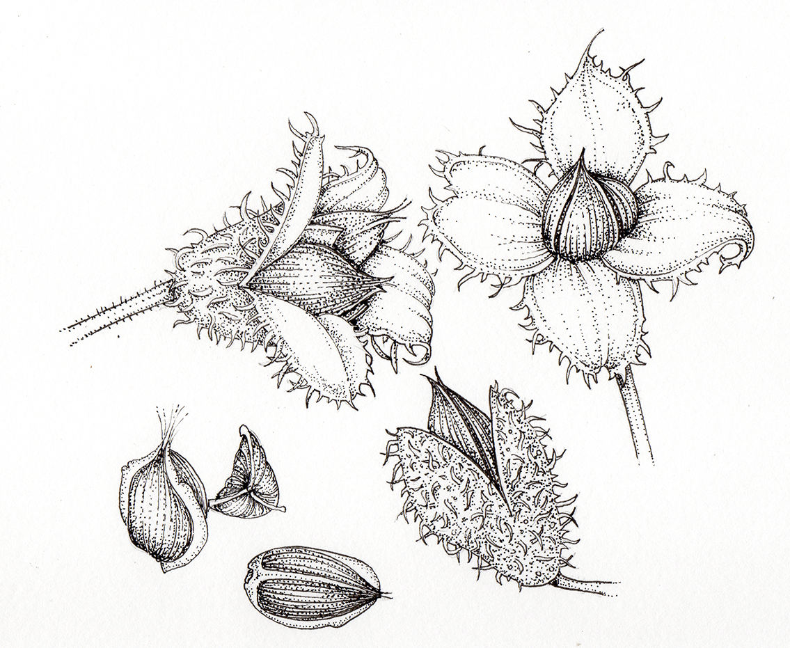 Beech Fagus sylvatica beech nuts cases and fruit botanical illustration ...