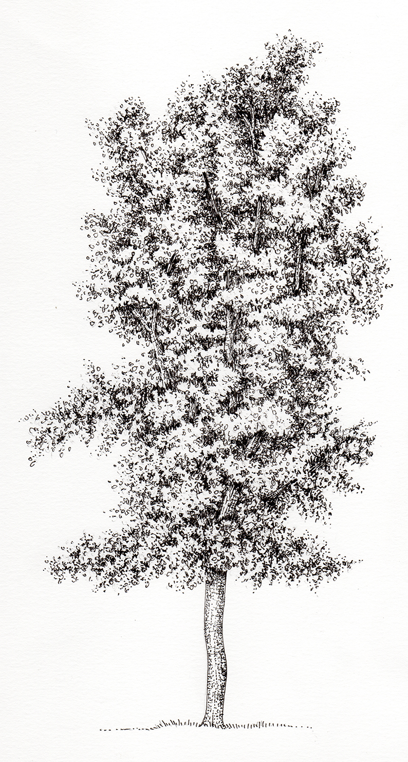 Premium Vector | A black and white drawing of a tree with a tree on it.