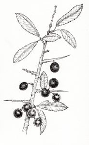 sloes