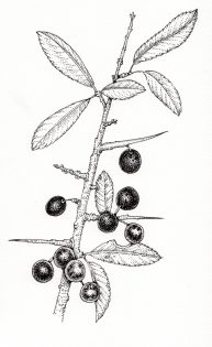Blackthorn Prunus spinosa branch with thorns sloes fruit and leaves