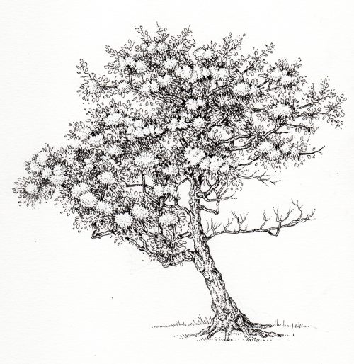 Blackthorn Prunus spinosa