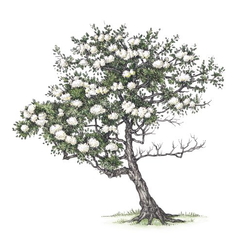 Blackthorn Prunus spinosa