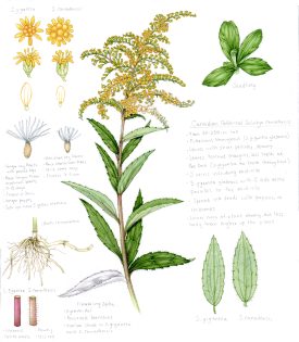 Canadian Goldenrod Solidago canadensis sketchbook study