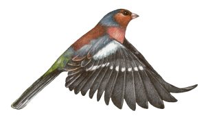 Chaffinch Fringilla coelebs in flight