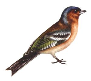 Chaffinch Fringilla coelebs