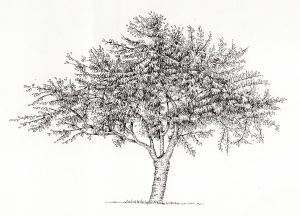 Cherry tree Prunus avium