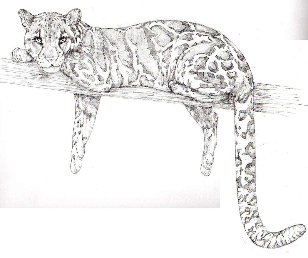 Clouded leopard Neofelis nubulosa sketch Lizzie Harper