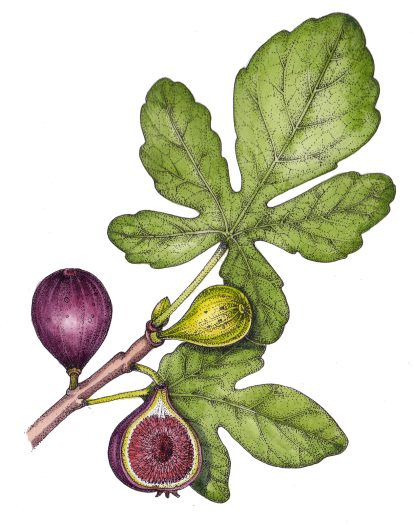 Fig ficus carica fruit