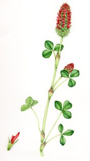 Crimson clover Trifolium incarnata