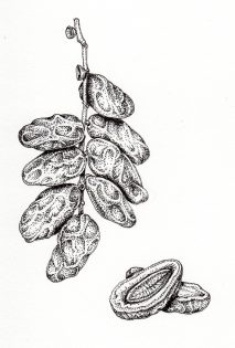 Date Phoenix dactylifera fruit