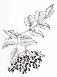 Elder Sambucus nigra berries and leaves
