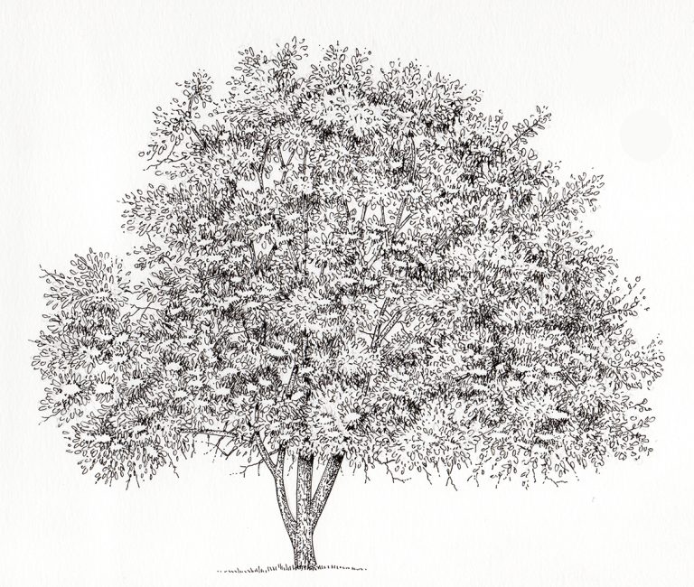 Trees: Elder - Lizzie Harper