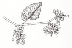 Elm Ulmus minor seeds and leaf – SOLD –