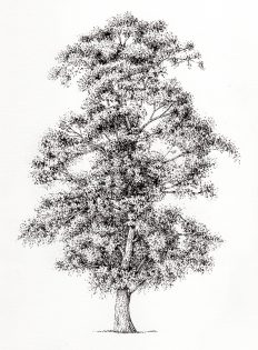 Elm Ulmus minor tree – SOLD –