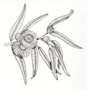 Eucalyptus Eucalyptus globulus leaves fruit & flowers