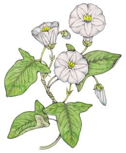 Field Bindweed Convolvulus arvensis
