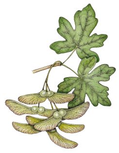 Maple Acer campestre keys and leaves