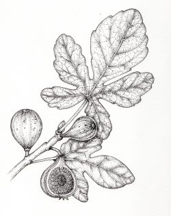 Fig Ficus carica fruit