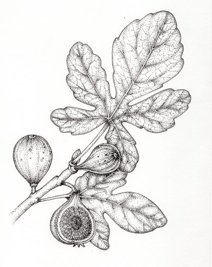 Fig ficus carica fruit