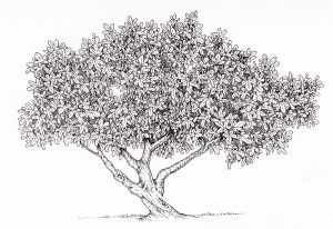 Fig Ficus carica tree