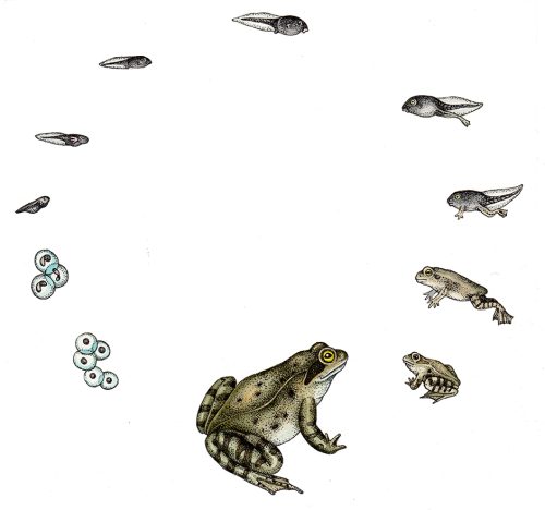 Life Cycle Frog Hand Drawing Engraving Stock Vector (Royalty Free)  2207314589 | Shutterstock