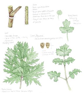 Giant Hogweed Heracelum mantegazianum sketchbook studies