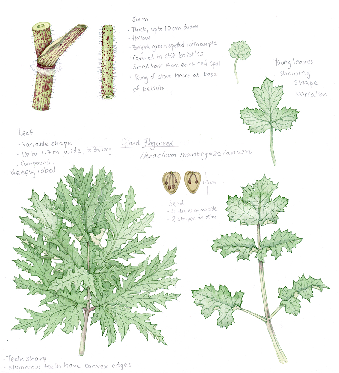 Giant Hogweed study