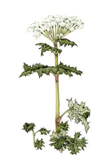 Giant Hogweed Heracleum mantegazzianum habit drawing – SOLD –
