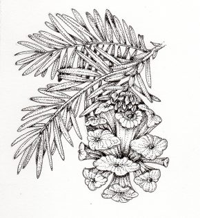 Giant redwood Sequoia sempevirnes cone – SOLD –