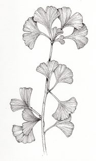 Gingko Ginko biloba leaves – SOLD –