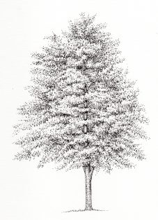 Gingko Ginko biloba tree