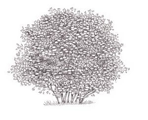 Guelder rose tree Viburnum opulus