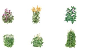 Habit drawings of six Invasive species