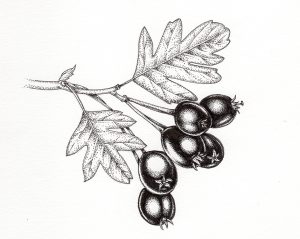 Hawthorn Craetegus monogyna berries – SOLD –