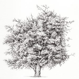 Hawthorn Craetegus monogyna tree – SOLD –