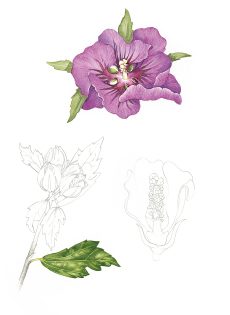 Hibiscus Hibiscus rosa-sinensis Sketchbook study