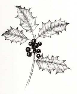 Holly Ilex aquaifolium leaves and berries – SOLD –