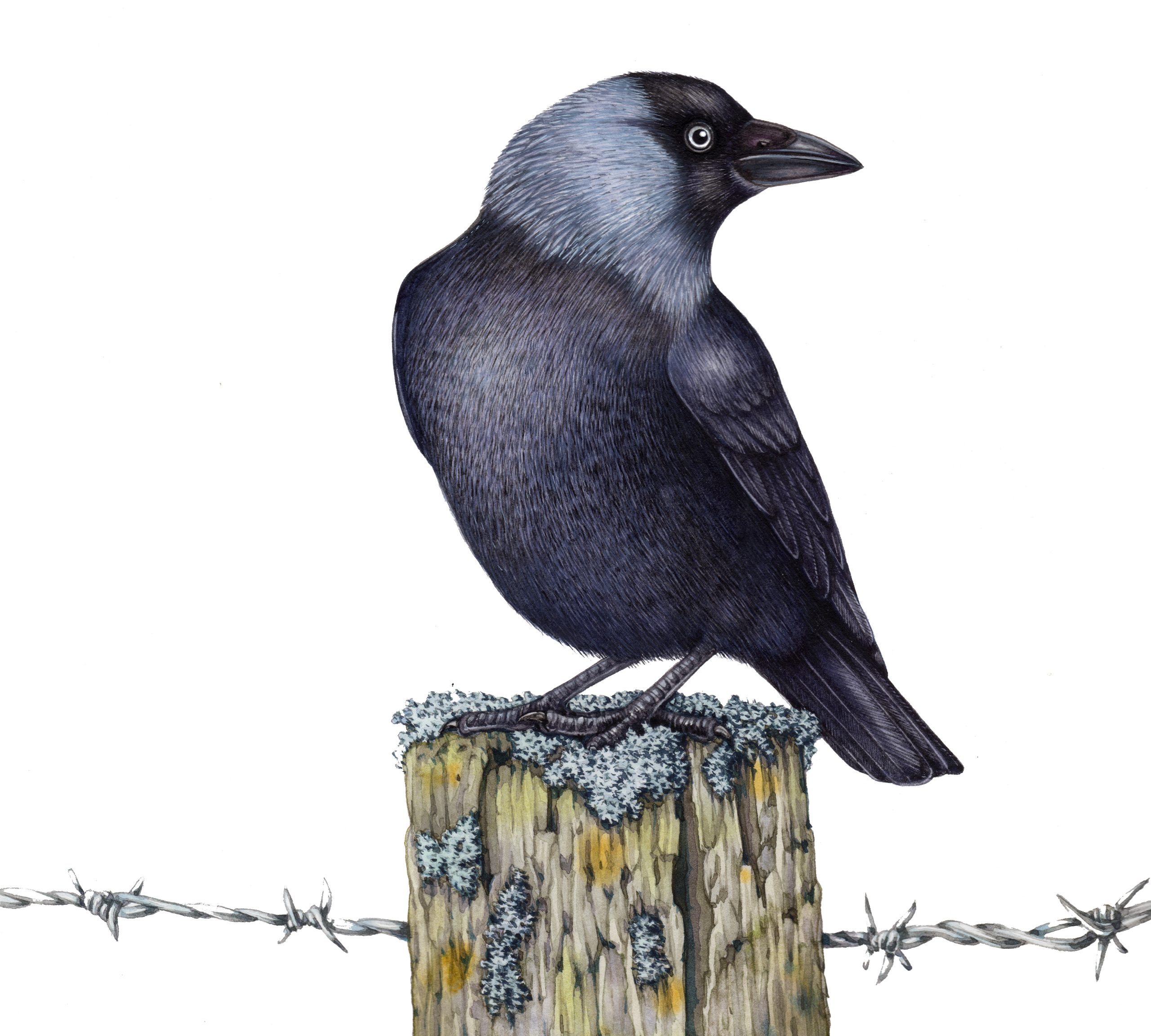 Jackdaw
