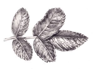 Japanese Rose Rosa rugosa leaflet