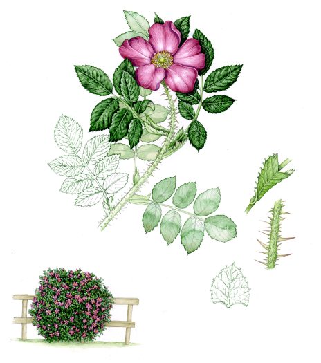 Japanese rose sketchbook