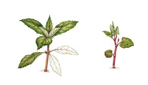 Japanese knotweed and Himalayan balsam seedlings