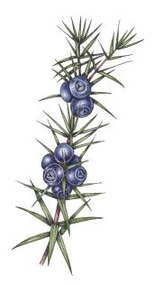 Juniper Juniperus communis sprig and berries
