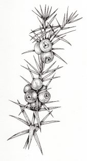 Juniper Juniperus communis sprig