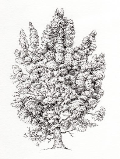 Juniper Juniperus