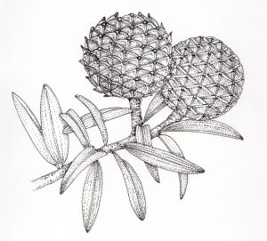 Kauri Agathis australis cones and leaves on sprig – SOLD –