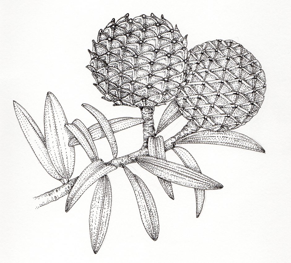 Kauri Agathis australis cones and leaves Lizzie Harper