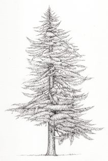 Larch Larix decidua tree – SOLD